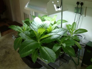 IGS - Indoor Growing System - A complete automatic growing system.  Based on commercial technology and scaled down for the hobby greenhouse.  Will accommodate 20 plants - ideal for chillies, herbs and flowers.