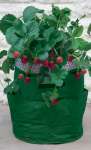 Haxnicks Patio Planters